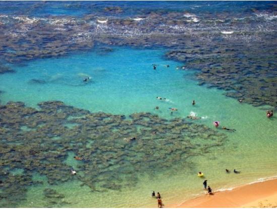 Hanuama Bay's coral reefs, home to various marine life.