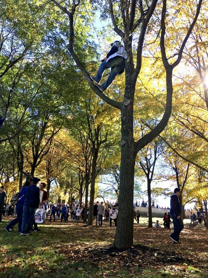 A person climbs tree at Grand Park just to see the parade