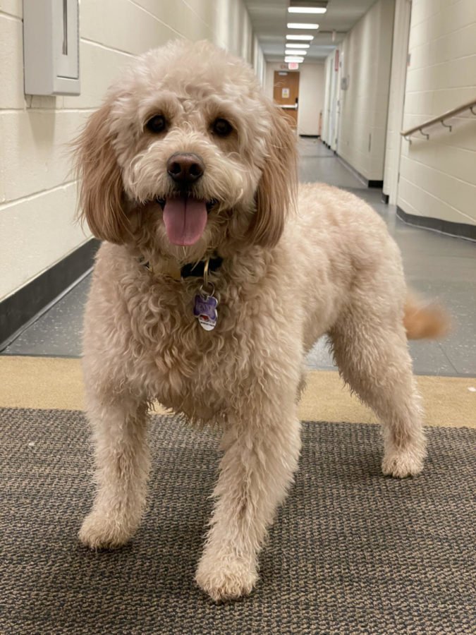 Penny
Owner: Ms. Wagner
Breed: Mini Goldendoodle
Age: 3 years old 
Special talents: She received her Canine Good Citizen Certificate and knows all of her basic commands plus roll over and twirl.