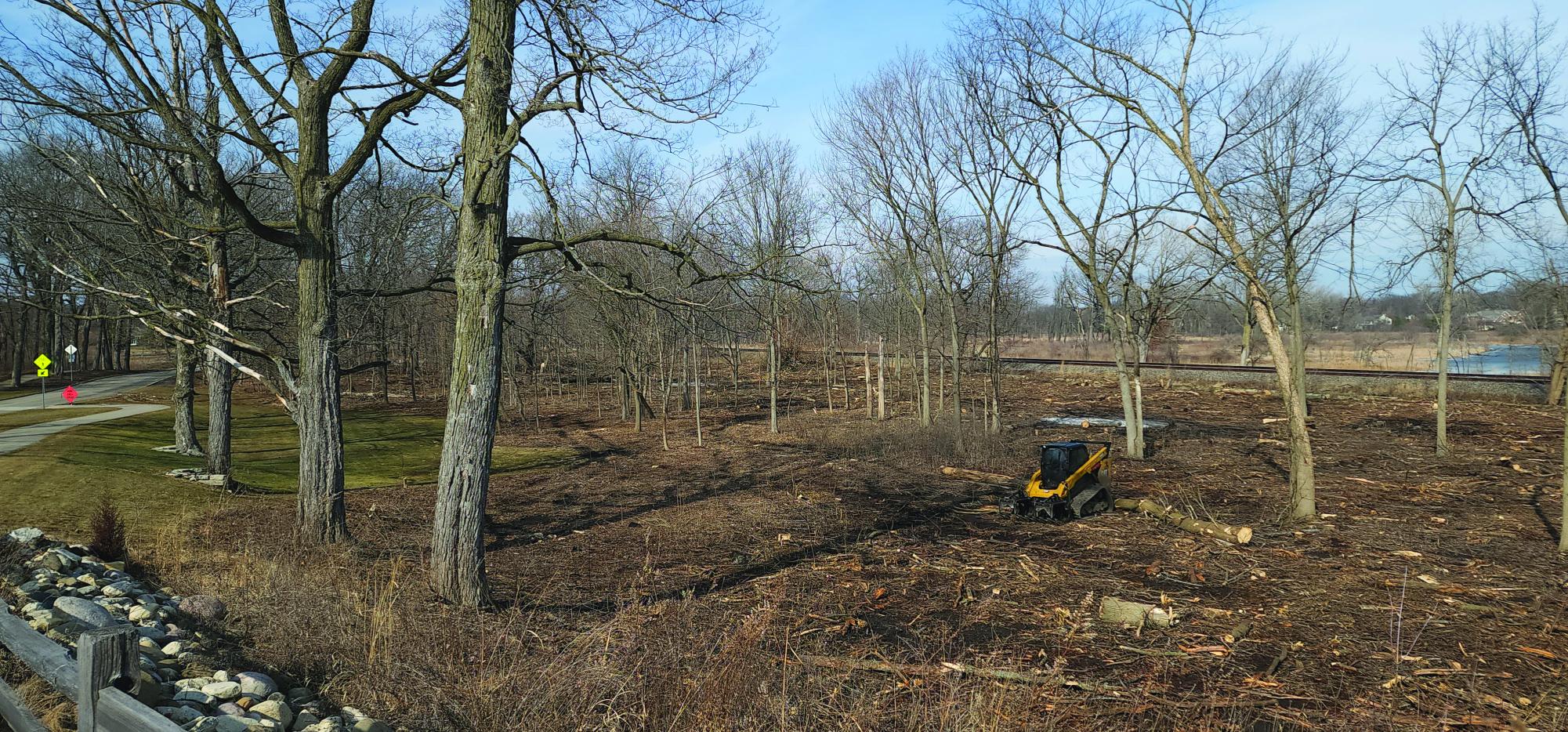 Buckthorn clearing on Academy Road.