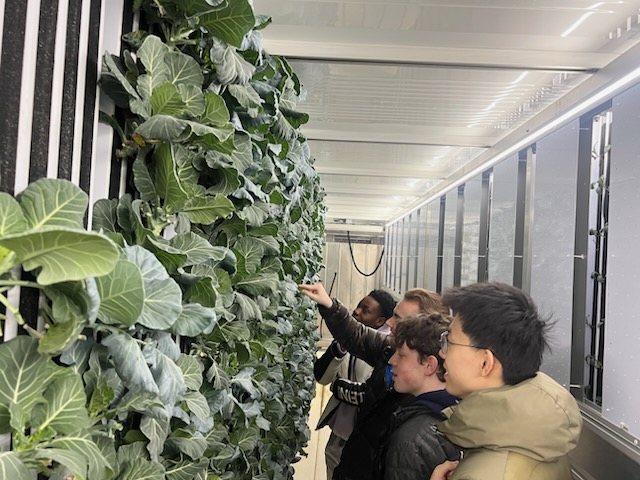 Crops of lettuce grow using the vertical farming technique inside the container farm.