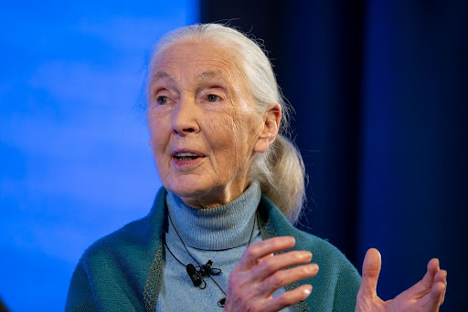 Jane Goodall speaks at an annual World Economic Forum conference. (Courtesy of the World Economic Forum)