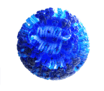 A computer generated visual of a whole influenza virus. (Courtesy of the CDC)